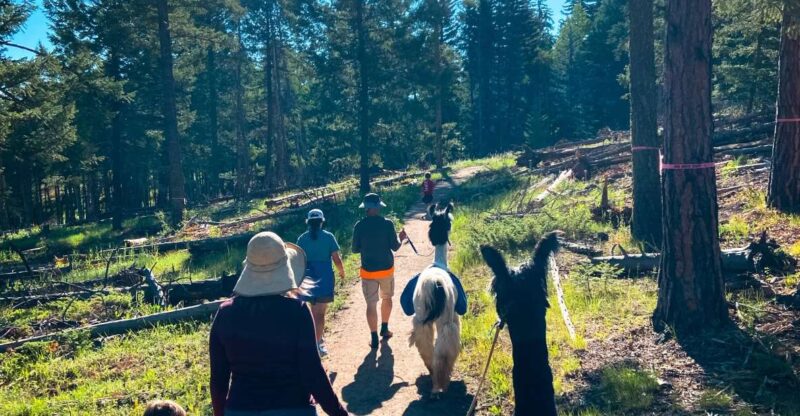 Denver: Llama Hike in the Rocky Mountains - Experience Highlights