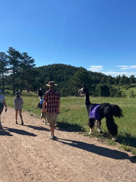 Denver: Llama Hike in the Rocky Mountains - Customer Reviews