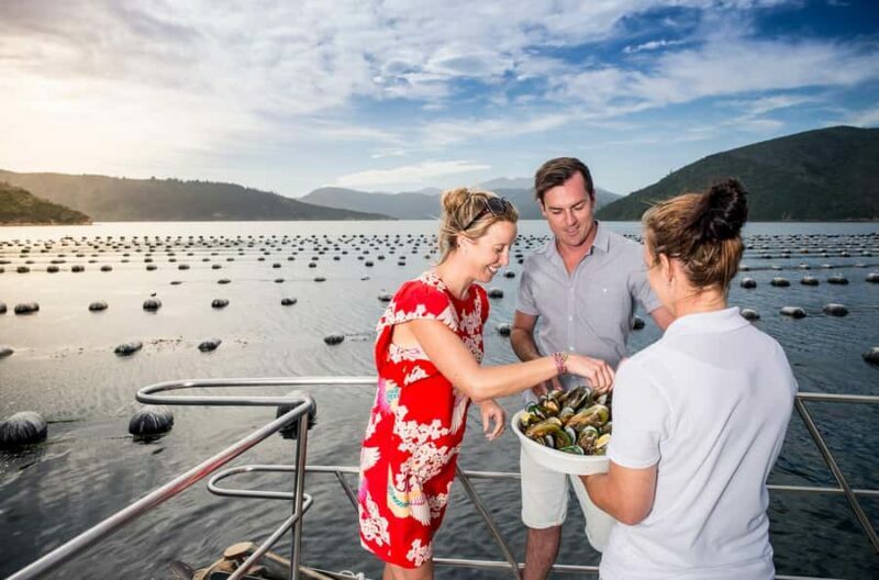 Depart Picton: Marlborough Sounds Afternoon Seafood Cruise - Practical Details and Value