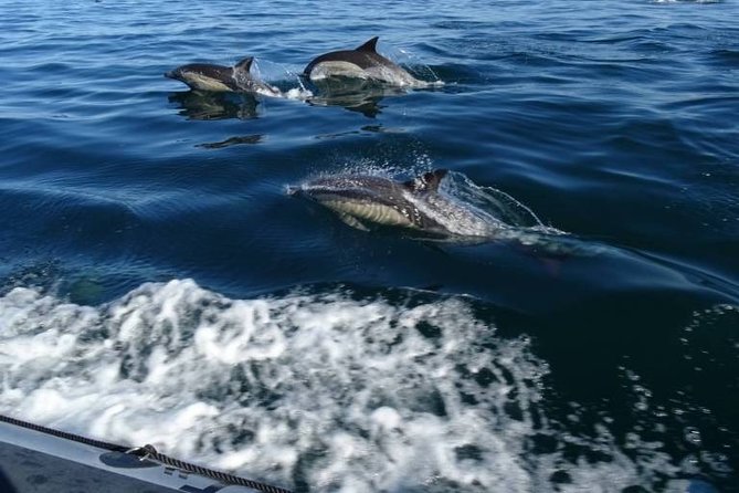 Depart Saint Raphaël: Meet the Dolphins - End Point and Return