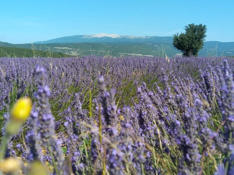 Departing From Avignon, Classic Lavender Tour - Key Points