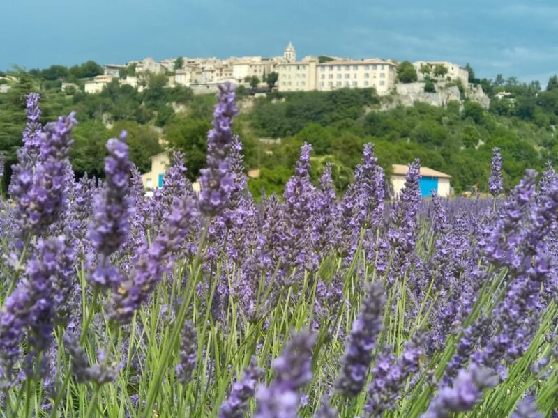 Departing From Avignon, Classic Lavender Tour - Accessibility and Cancellation