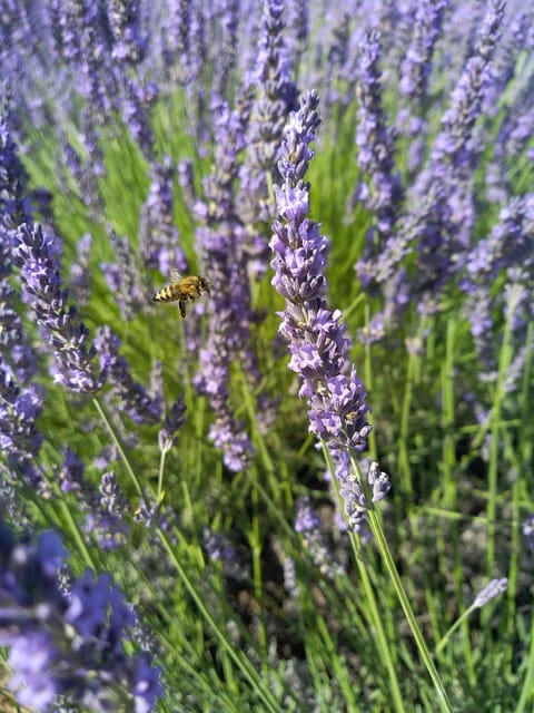 Departing From Avignon, Classic Lavender Tour - Inclusions and Exclusions