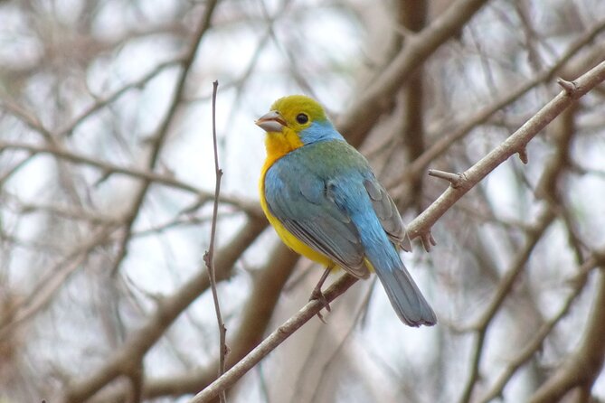 Desembocada and Ameca River Bird Paradise (Wetland and Tropical Birds in Pv) - Bird Species Highlights