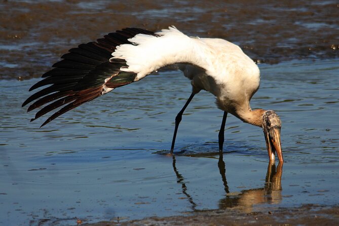 Desembocada and Ameca River Bird Paradise (Wetland and Tropical Birds in Pv) - Expert Guides