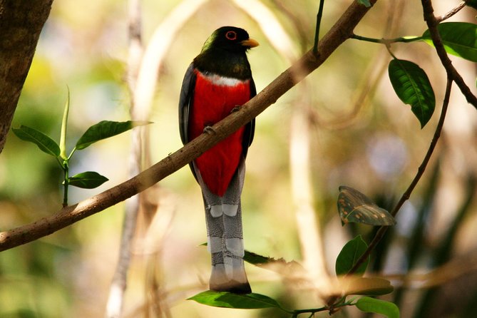 Desembocada and Ameca River Bird Paradise (Wetland and Tropical Birds in Pv) - Tour Inclusions