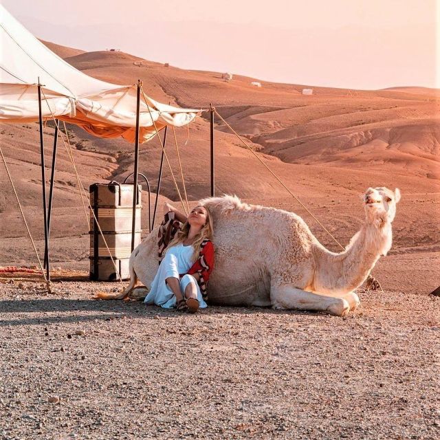 Desert Agafay Dinner at Nomad Camp and Camel Ride - Key Points