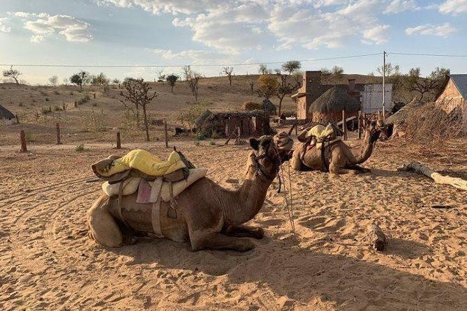 Desert Camel Safari Day Tour In Jodhpur - Camel Ride Experience
