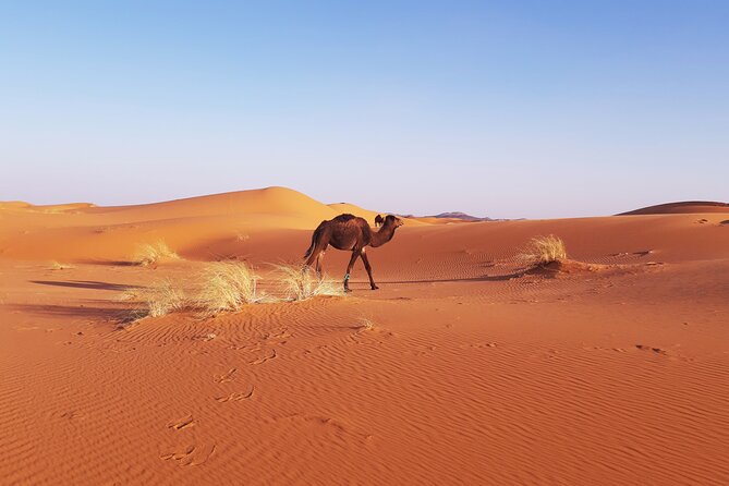 Desert Camp & Erg Chebbi - Accessibility and Inclusions