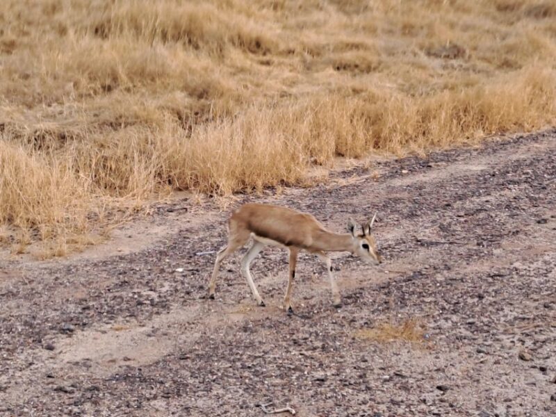 Desert Rose Jaisalmer: Overnight Thar Desert Experience - Accommodation and Facilities