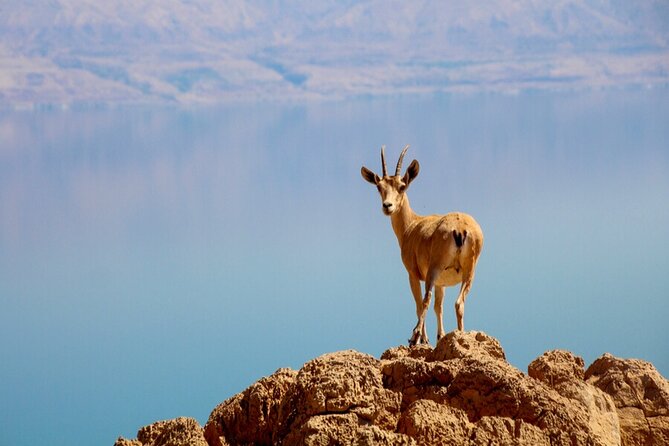 Desert Safari and Dead Sea Day Trip From Tel Aviv - Cancellation Policy