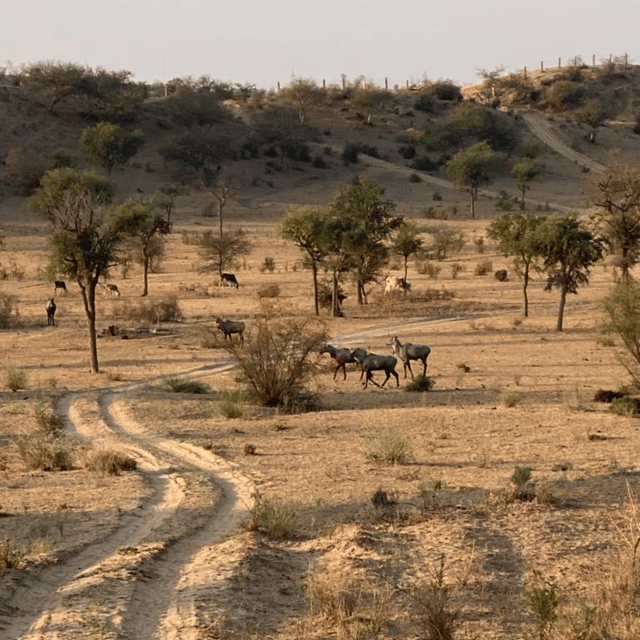 Desert Safari In Jodhpur - Small Group Adventure