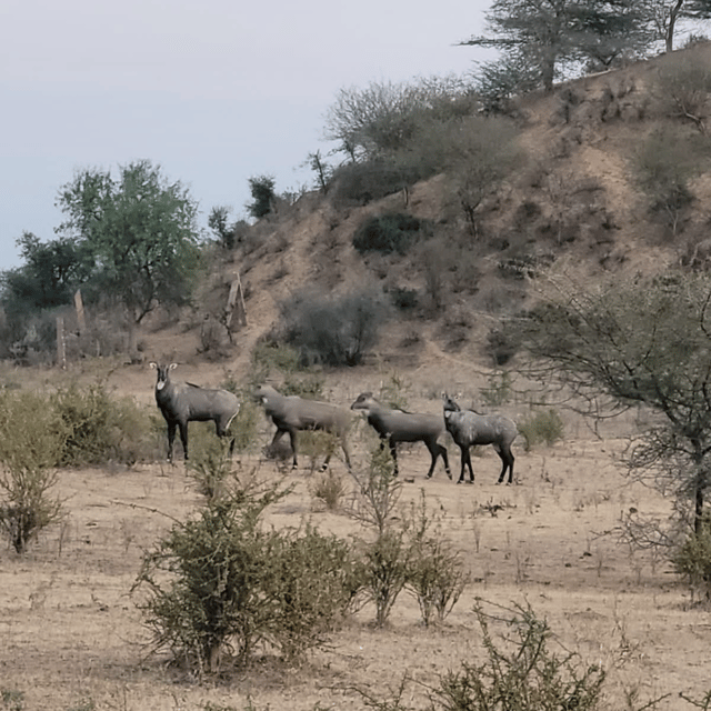 Desert Safari In Jodhpur - Sunset in the Desert
