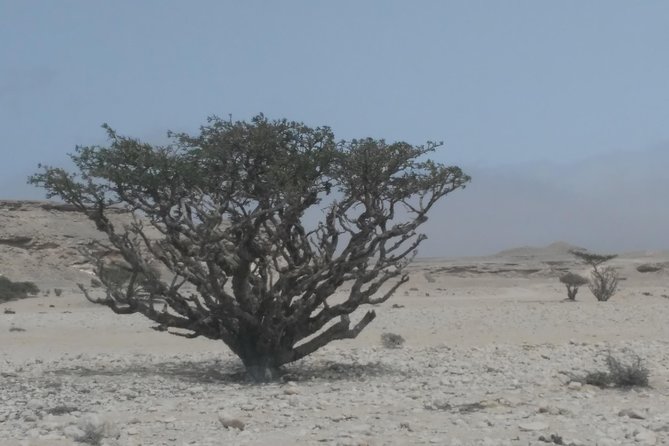 Desert Safari in the Rub Al Khali - Tour Highlights