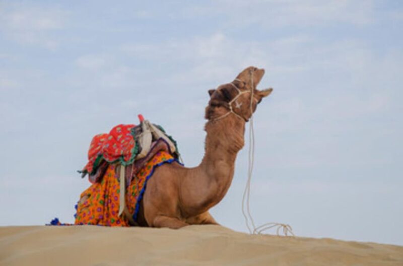 Desert Safari & Tour - Key Points
