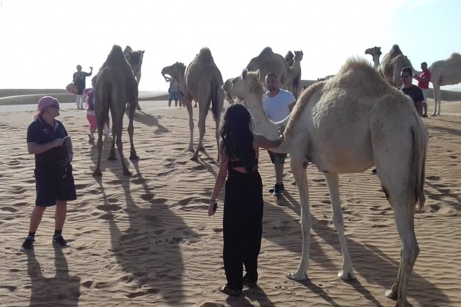 Desert Safari Tour With BBQ Dinner & Show From Dubai - Guest Reviews