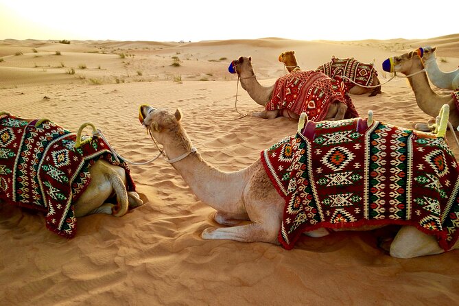 Desert Safari With Camel Ride, BBQ Dinner, Sand Board & Live Show - Booking Information