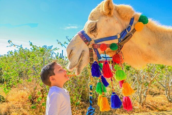 Desert & Sea, Camel Safari Tour in Los Cabos With Lunch - Tortilla Making Class