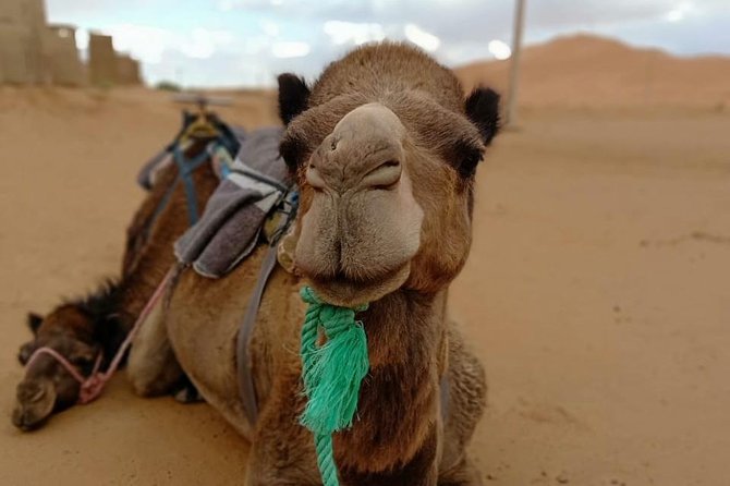 Desert Tours From Marrakech to Fes (3days ,2nights) - Desert Accommodations and Activities