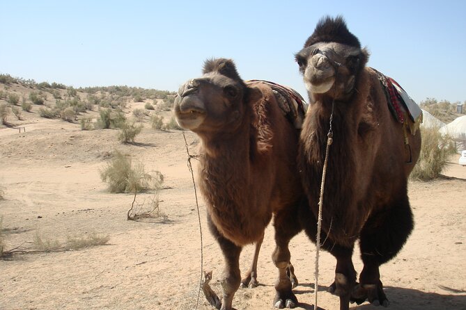 Desert Yurt Camp Tour - 2 Days (Shared) - Meeting and Pickup