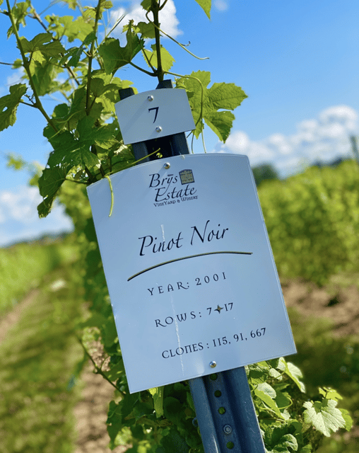 Designated Driver For Wine Tours - Traverse City - Benefits of Using a Designated Driver