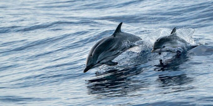 Destin: 2 Stop Snorkeling and Dolphin Watching Cruise - Plan Your Destin Adventure