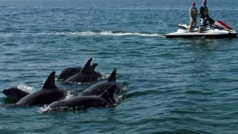 Destin: Crab Island Dolphin Watching Jet Ski Tour - Pricing and Booking