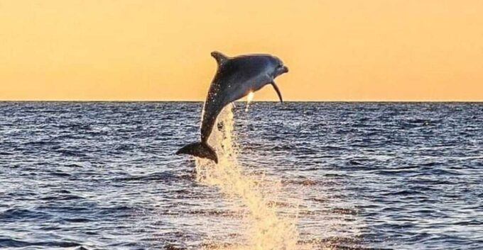 Destin: Dolphin Watching Cruise - Customer Ratings and Feedback