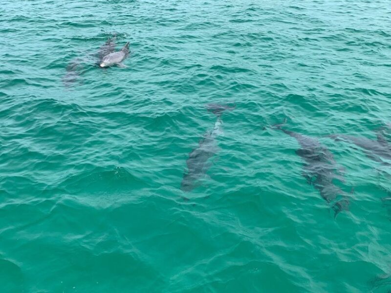 Destin: Snorkeling and Dolphin Watching Cruise - Key Points