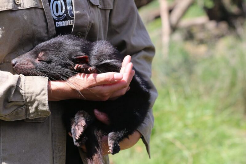 Devils at Cradle: Day Keeper Tour and Entry to Wildlife Park - Key Points