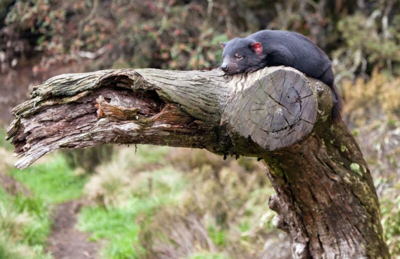 Devils at Cradle: Day Keeper Tour and Entry to Wildlife Park - Experience and Highlights