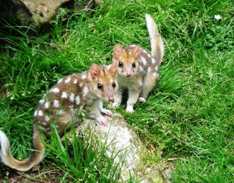 Devils at Cradle: Day Keeper Tour and Entry to Wildlife Park - Sanctuary Details