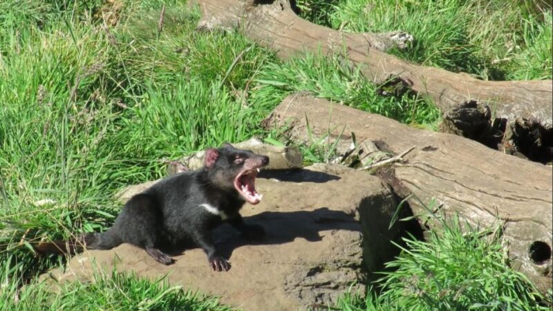 Devils at Cradle: Day Keeper Tour and Entry to Wildlife Park - Conservation Efforts