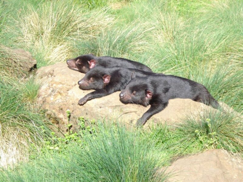 Devils at Cradle: Day Keeper Tour and Entry to Wildlife Park - Guided Tour Experiences