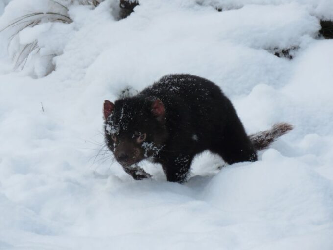 Devils at Cradle: Day Keeper Tour and Entry to Wildlife Park - Recap