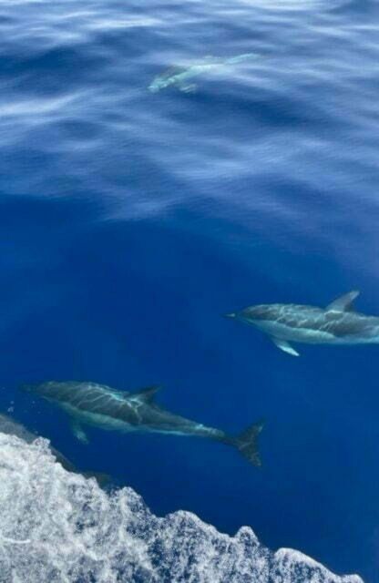 Dia Day Cruise - Yachting Day Cruise - Explore the Mediterranean