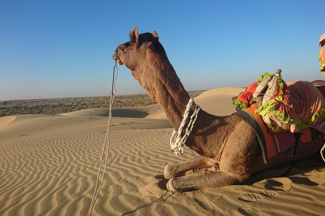 Diamond Camel Safari Private Tour(Overnight Camel Safari Non-Touristic Area) - Transportation and Pickup