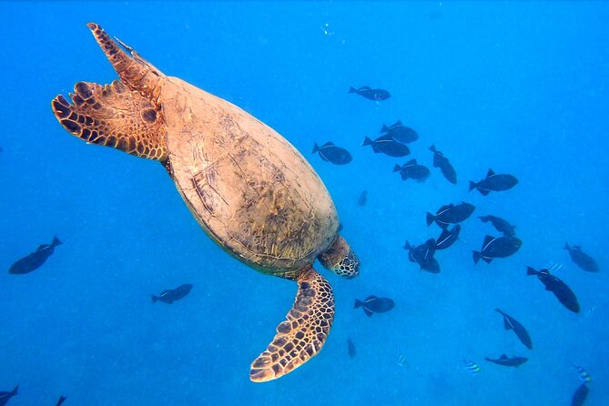 Diamond Head Sailing and Turtle Snorkeling Tour in Waikiki - Cancellation Policy