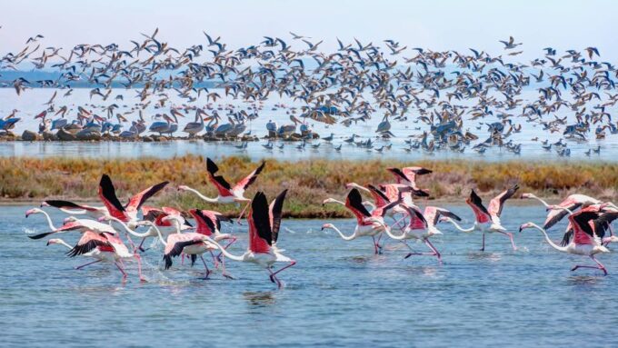 Didim/Altinkum: Full-Day Bafa Lake Guided Tour W/Breakfast - Diverse Ecosystems and Wildlife