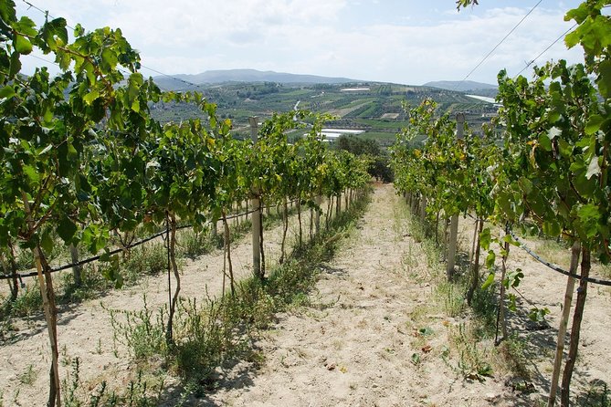 Digenakis Winery - Wine Tasting Experience - Review Highlights