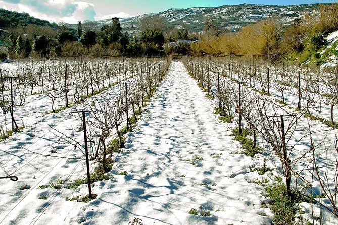 Digenakis Winery - Wine Tasting Experience - Recommended for Travelers