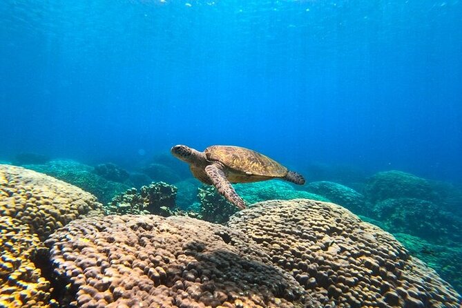 Dimaniyat Island Tour With Snorkeling - Island Highlights