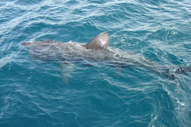Dingle Boat Tours Wildlife RIB Adventure - Health Considerations