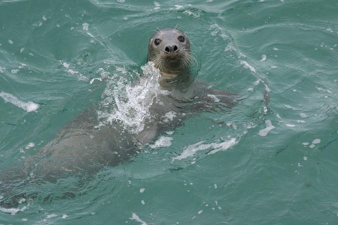 Dingle Boat Tours Wildlife RIB Adventure - Fitness Requirements