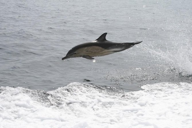 Dingle Boat Tours Wildlife RIB Adventure - Booking Process