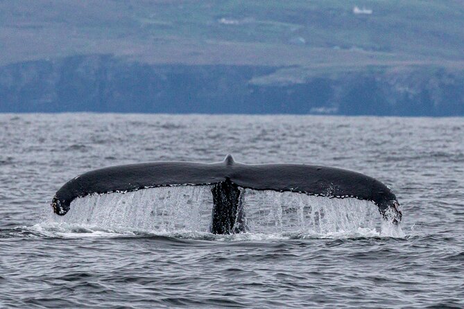 Dingle Boat Tours Wildlife RIB Adventure - Additional Information