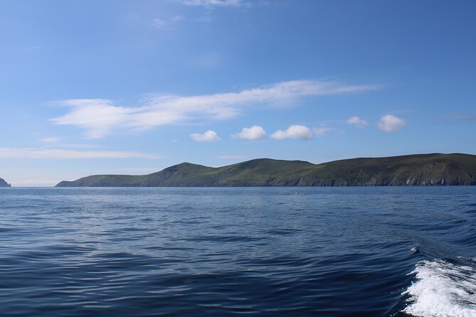 Dingle Dolphin Blasket Adventures - Wildlife Spotting Opportunities