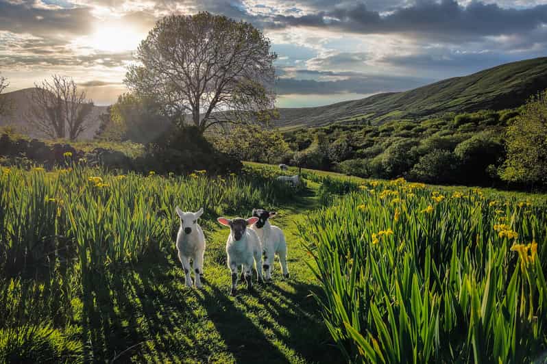 Dingle: HIdden Peninsula Photo And Sightseeing Tour - Key Points