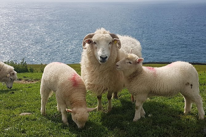 Dingle Peninsula and Slea Head Drive Group Tour - Cancellation and Refund Policy