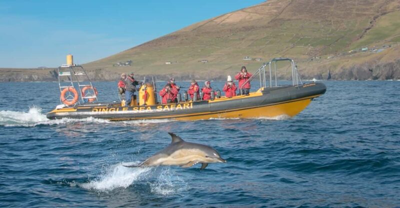 Dingle: Sea Safari by RIB Boat - Itinerary and Highlights